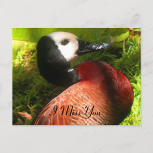 Believe_nal Postcard