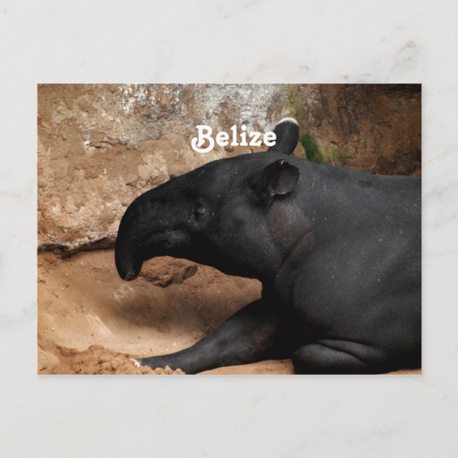 Belise Baird's Tapir Postcard (Front)