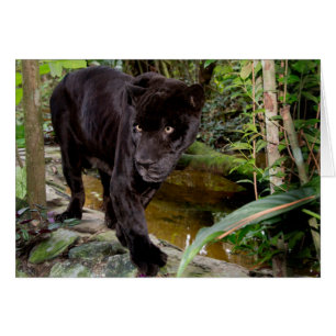 Belise City Zoo. Black panther