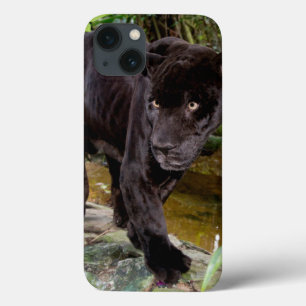 Belise City Zoo. Black panther iPhone 13 Case