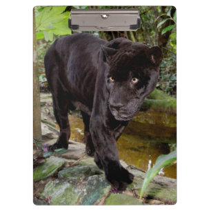 Belise City Zoo. Black panther Clipboard