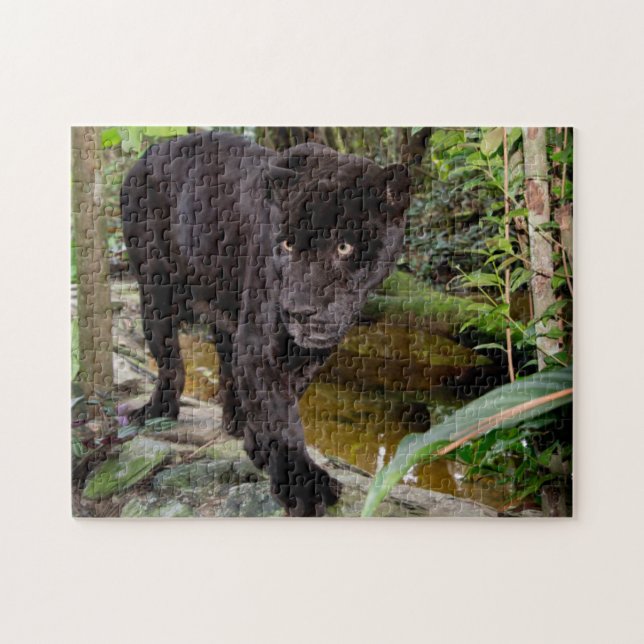 Belise City Zoo. Black panther Jigsaw Puzzle (Horizontal)