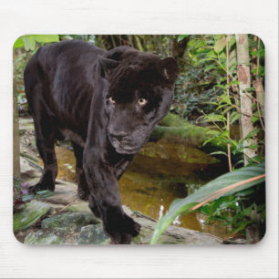 Belise City Zoo. Black panther Mouse Pad