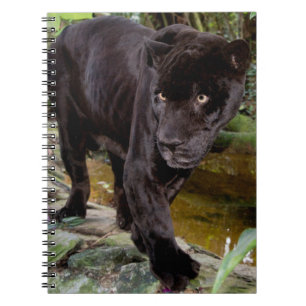 Belise City Zoo. Black panther Notebook