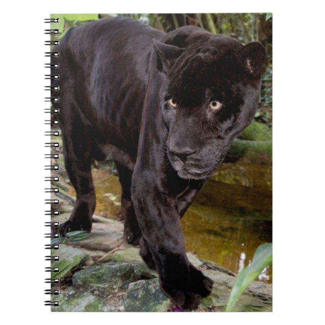 Belise City Zoo. Black panther Notebook (Front)