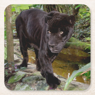 Belise City Zoo. Black panther Square Paper Coaster
