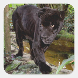 Belise City Zoo. Black panther Square Sticker