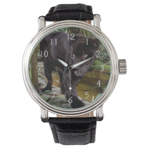 Belise City Zoo. Black panther Watch