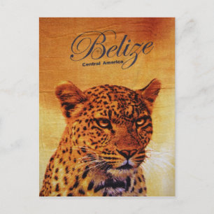 Belise Jaguar Postcard