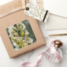 Belise Olive Euphonia Bird Photography