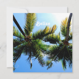 Belise Palm Trees