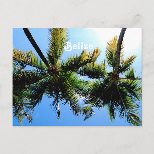 Belise Palm Trees Postcard (Front)