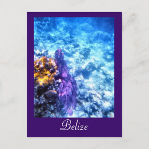 Belise Sea Fan Custom Postcard