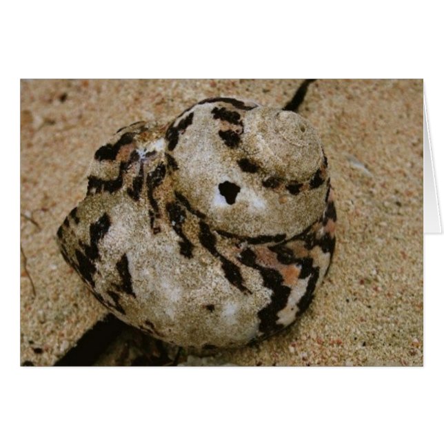 Belise Shell (Front Horizontal)