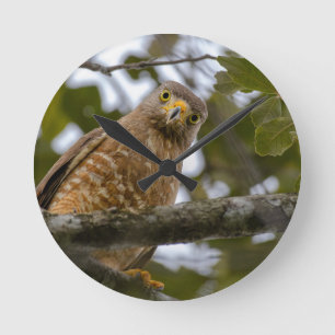 Belizean Beauty: Roadside Hawk Photograph Round Clock