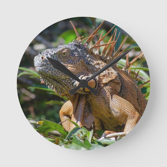 Belizean Colourful Beauty: Orange Iguana Photograp Round Clock (Front)