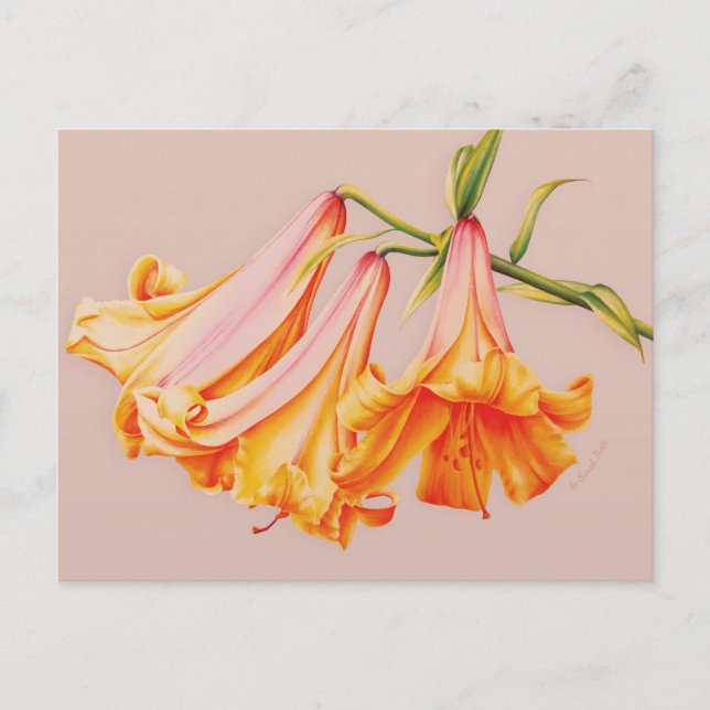 Bell lilies fine art by Sarah Trett postcard (Front)
