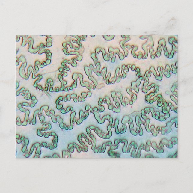 Bell pepper epidermis under the microscope postcard (Front)