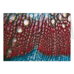 Bell Pepper under the microscope