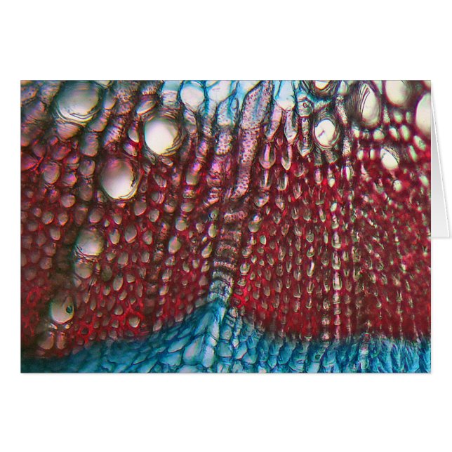 Bell Pepper under the microscope (Front Horizontal)