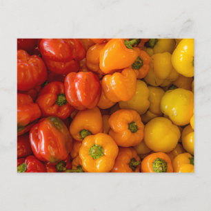 Bell Peppers Photo Postcard