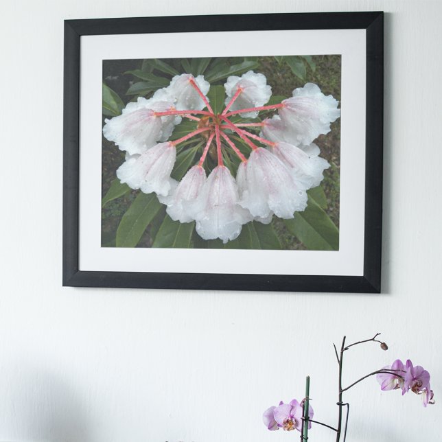 Bell Shaped White Rhododendrons Floral Poster (In Situ Framed)