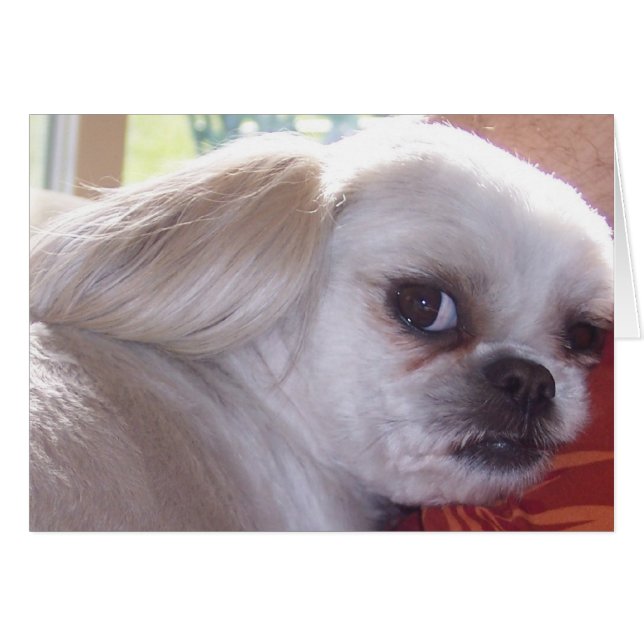 bella (Front Horizontal)