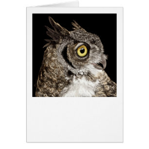 "Bella" - Great-horned Owl