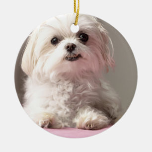 Bella Let's Go See Maltese Ornament