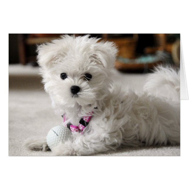 Bella Loves Golf (Front Horizontal)