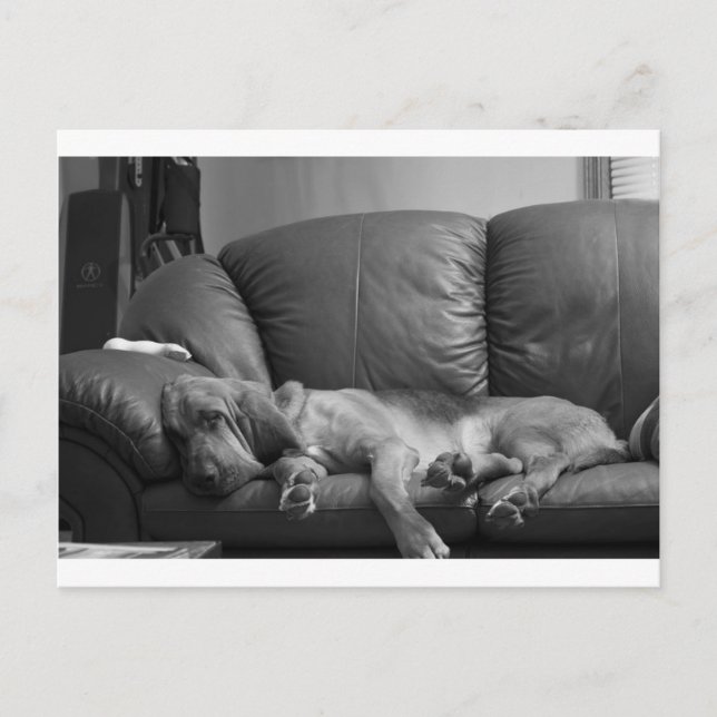 Bella Postcard (Front)