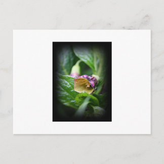 Belladonna Postcard