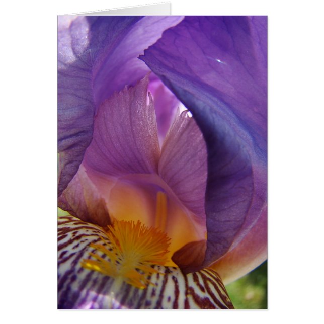 belle deviation (Front)