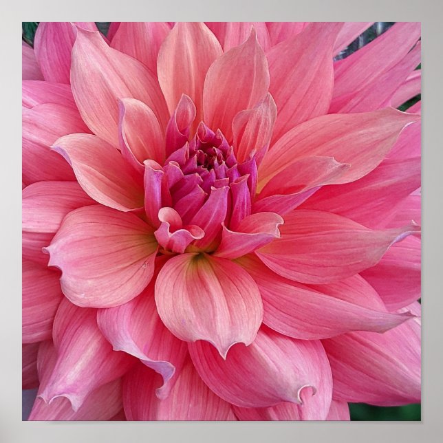 Belle of Barmera Dahlia Flower Poster (Front)