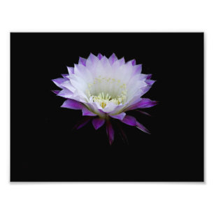 Belle of the ball, night blooming cactus photo print