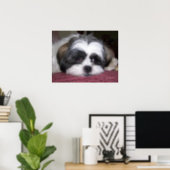 Belle The Shih Tzu Dog Poster (Home Office)