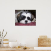 Belle The Shih Tzu Dog Poster (Kitchen)