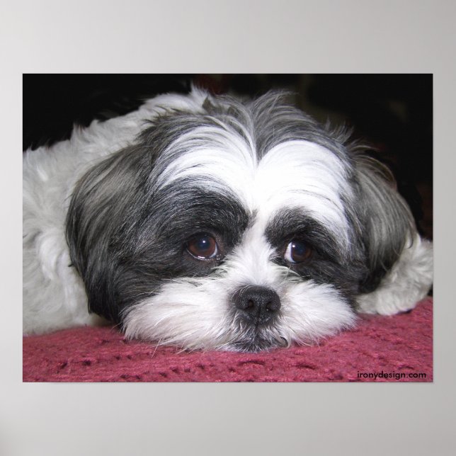 Belle The Shih Tzu Poster (Front)