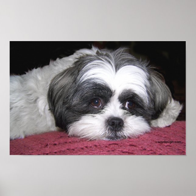 Belle The Shih Tzu Poster (Front)