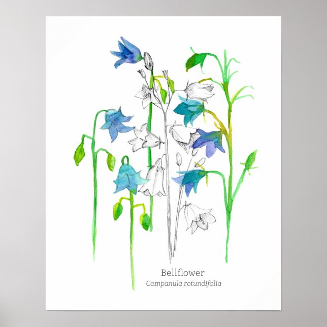 Bellflower Botanical Art Language of Flowers  Poster (Front)