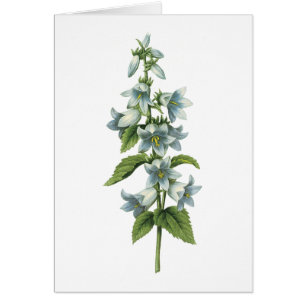 bellflower(Campanula sp.) by Redouté