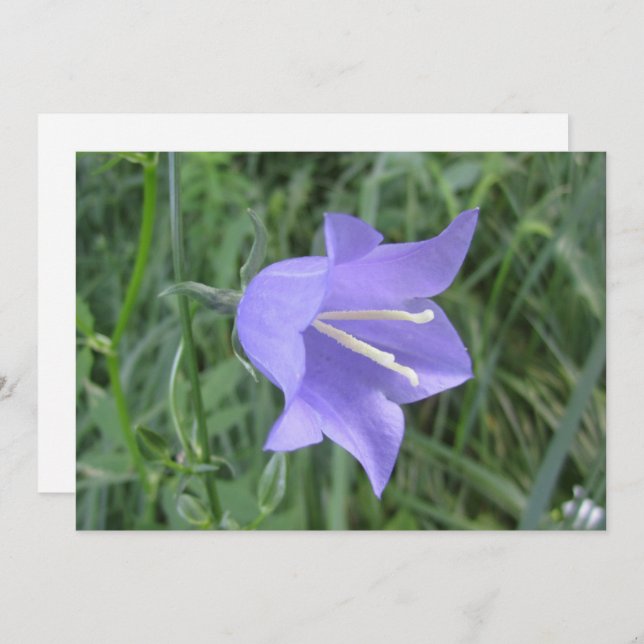 Bellflower Holiday Card (Front/Back)