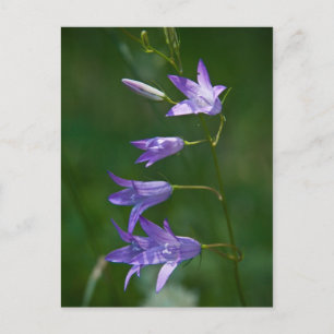 Bellflower Postcard
