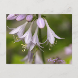 Bellflowers Postcard