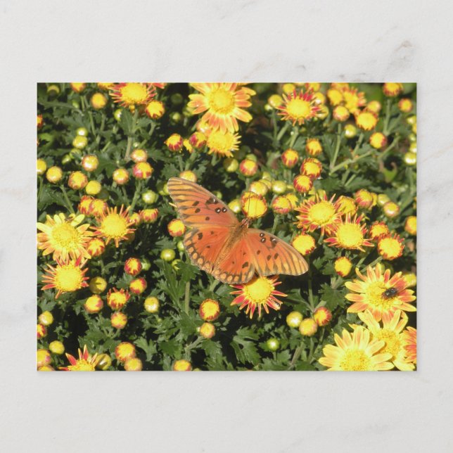 Bellingrath Butterfly Postcard (Front)