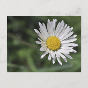 Bellis perennis postcard