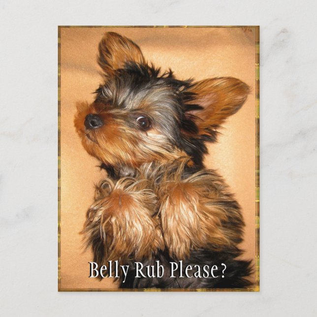 Belly Rub for a Yorkie? Postcard (Front)