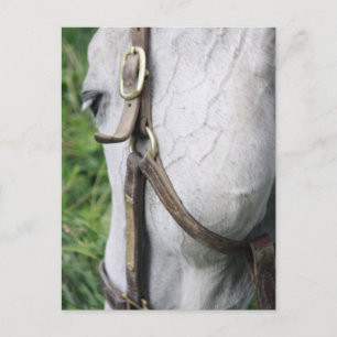 Bel's Starlet Post Card