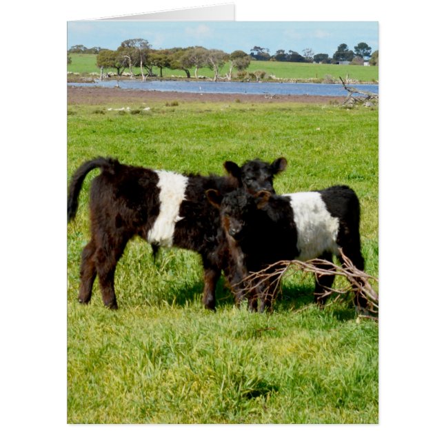Belted Galloway Baby Calves, (Front)