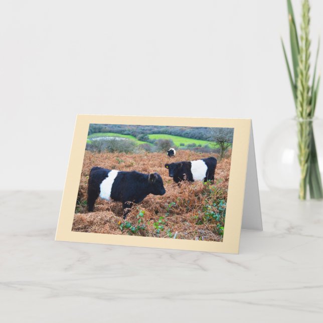 Belted Galloway cattle Holiday Card (Front)